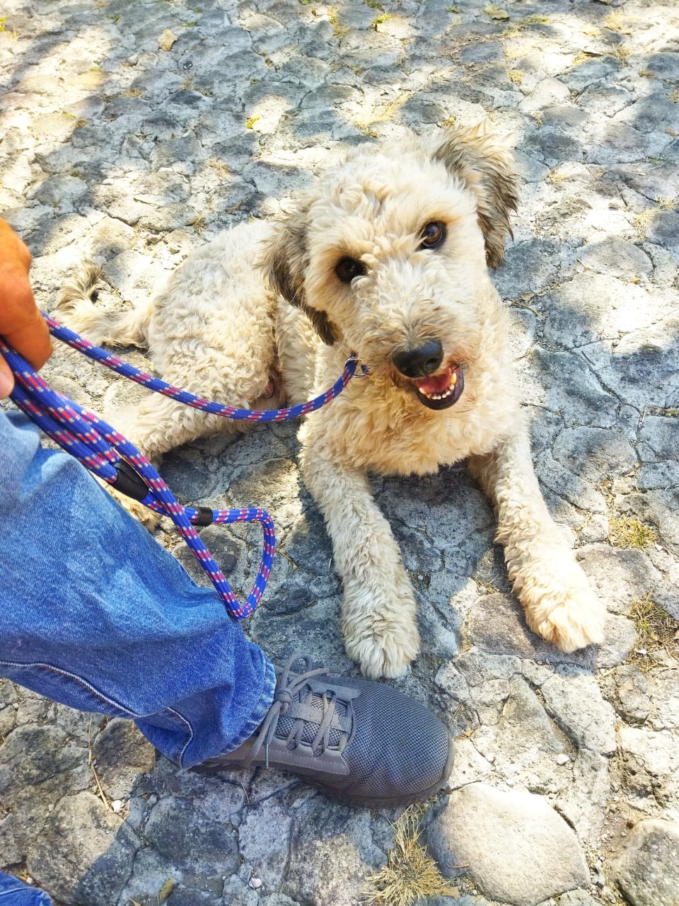 Evaluación de psicología canina